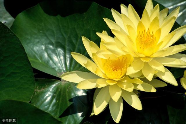 睡莲真漂亮，花色丰富花朵大，怎么看都看不够