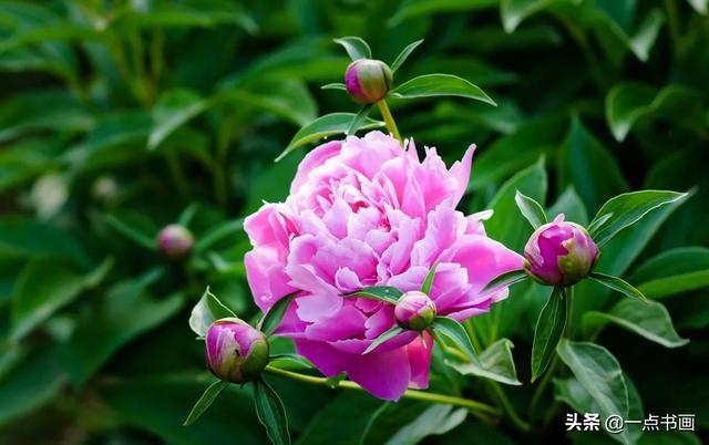 如果有个院子，种上几簇鲜花，那该多好