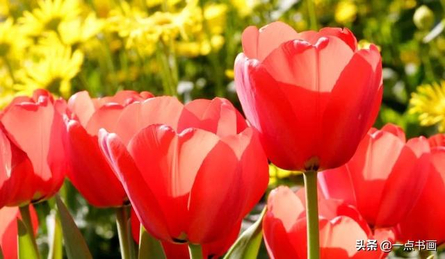 如果有个院子，种上几簇鲜花，那该多好