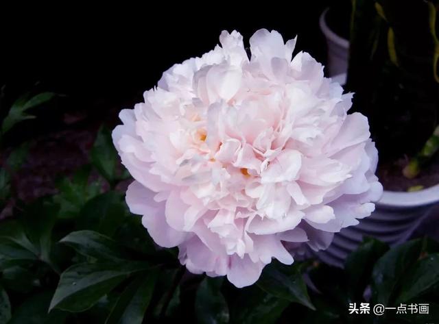 如果有个院子，种上几簇鲜花，那该多好