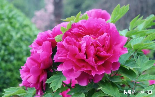 如果有个院子，种上几簇鲜花，那该多好