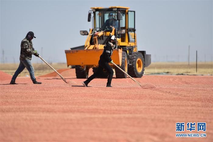 呼伦贝尔草原防治鼠害 呼伦贝尔草原防治鼠害