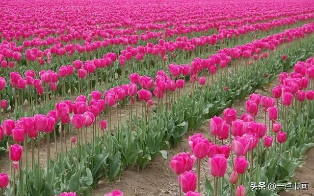 如果有个院子，种上几簇鲜花，那该多好