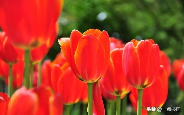 如果有个院子，种上几簇鲜花，那该多好