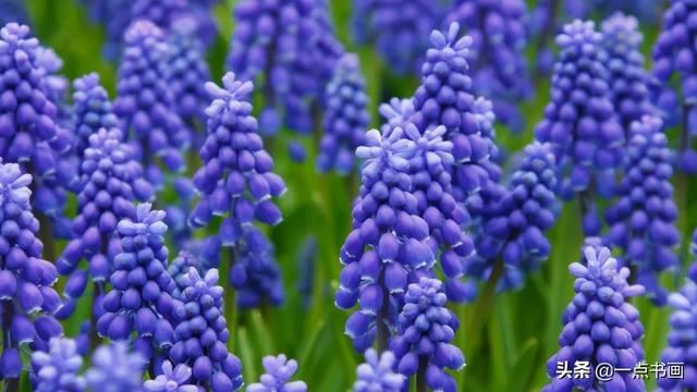 如果有个院子，种上几簇鲜花，那该多好