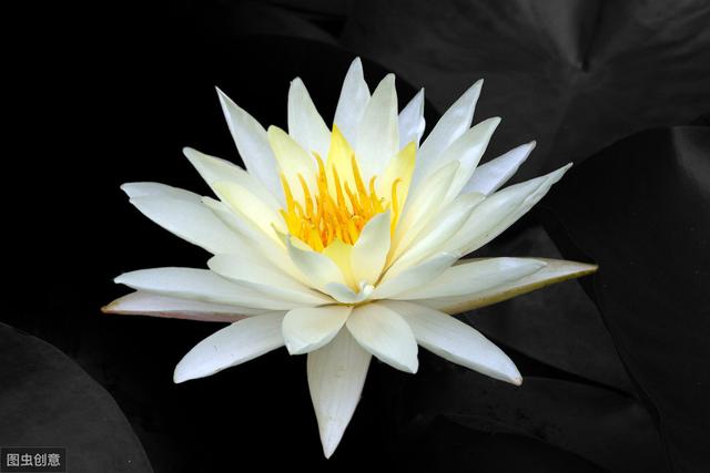 睡莲真漂亮，花色丰富花朵大，怎么看都看不够