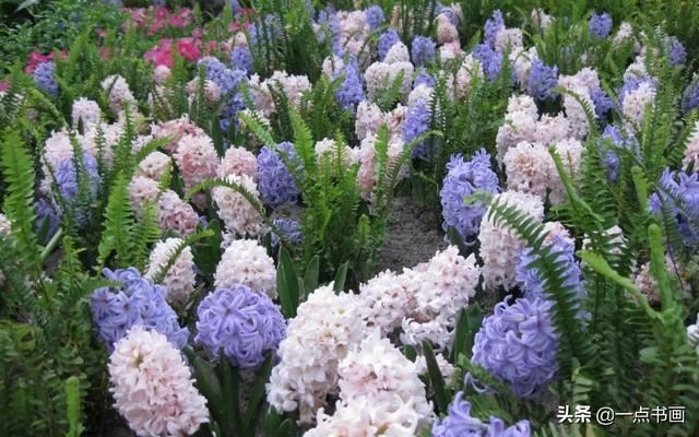 如果有个院子，种上几簇鲜花，那该多好