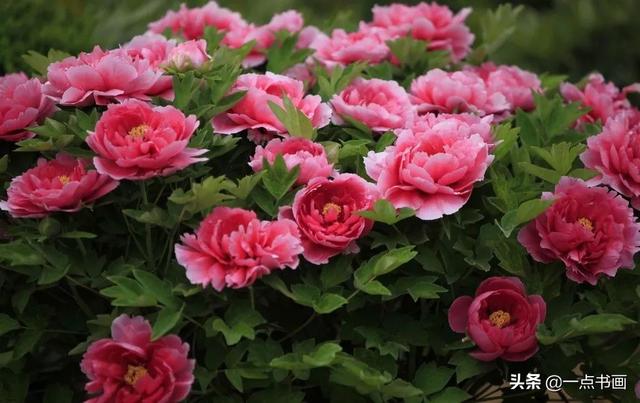 如果有个院子，种上几簇鲜花，那该多好