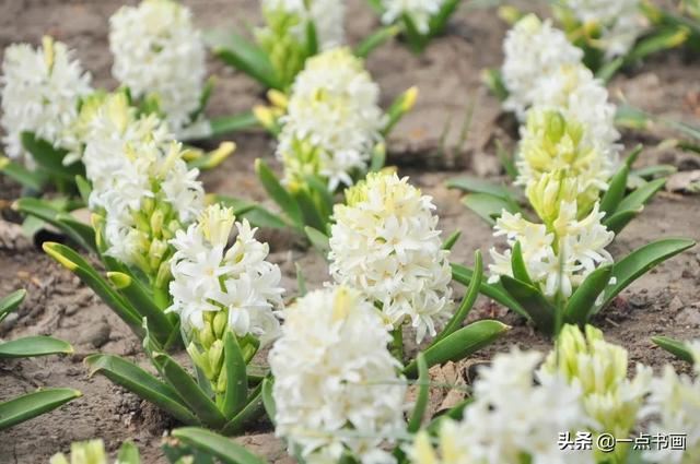 如果有个院子，种上几簇鲜花，那该多好
