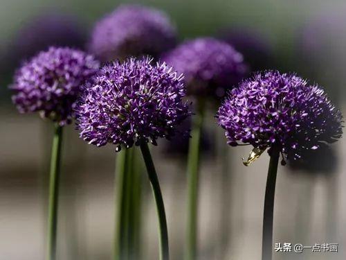 如果有个院子，种上几簇鲜花，那该多好