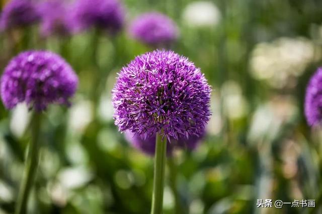 如果有个院子，种上几簇鲜花，那该多好