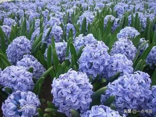 如果有个院子，种上几簇鲜花，那该多好