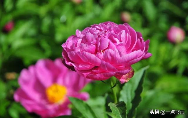 如果有个院子，种上几簇鲜花，那该多好