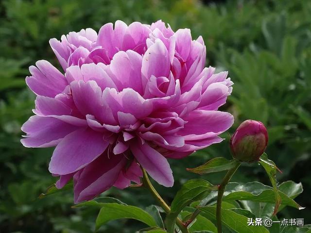 如果有个院子，种上几簇鲜花，那该多好