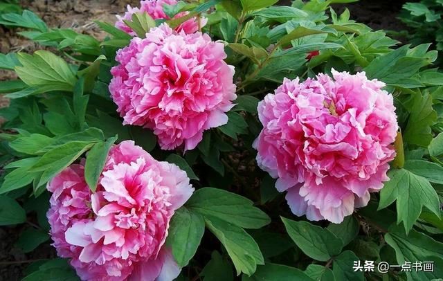 如果有个院子，种上几簇鲜花，那该多好