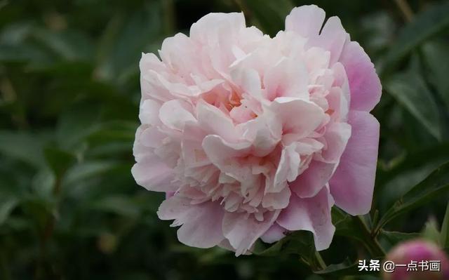 如果有个院子，种上几簇鲜花，那该多好