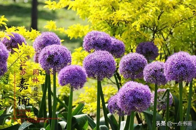 如果有个院子，种上几簇鲜花，那该多好