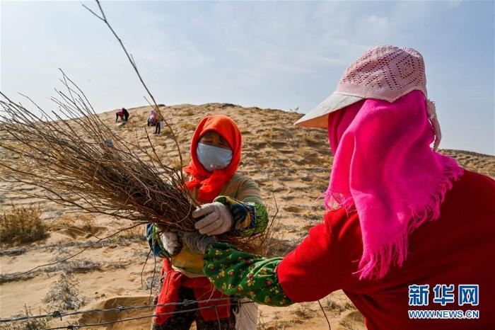 腾格里沙漠治沙忙