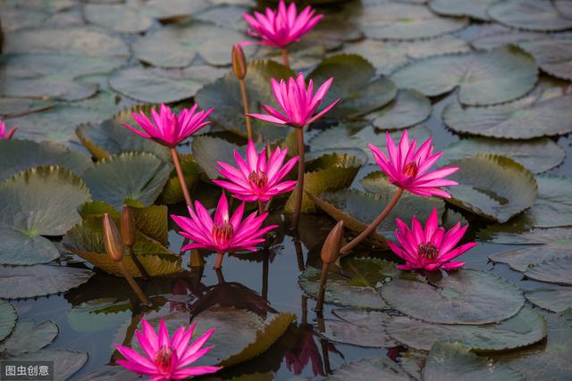 睡莲真漂亮，花色丰富花朵大，怎么看都看不够