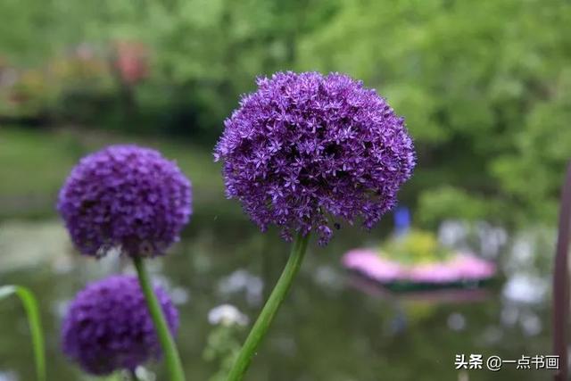 如果有个院子，种上几簇鲜花，那该多好
