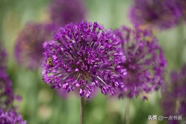 如果有个院子，种上几簇鲜花，那该多好