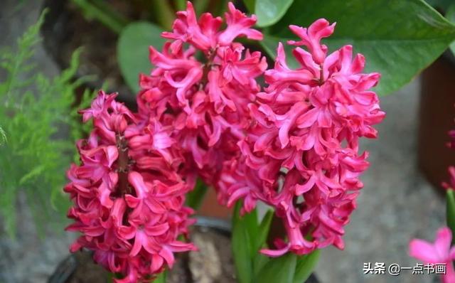 如果有个院子，种上几簇鲜花，那该多好