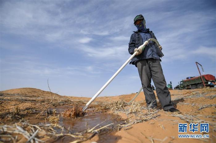 腾格里沙漠治沙忙