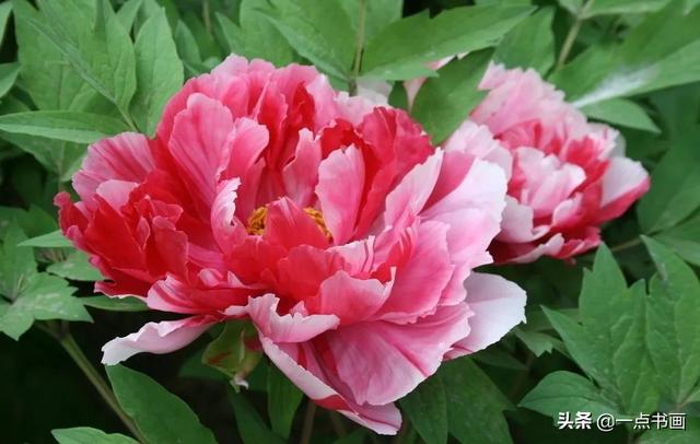 如果有个院子，种上几簇鲜花，那该多好