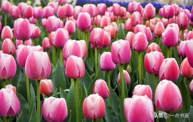 如果有个院子，种上几簇鲜花，那该多好