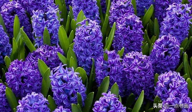 如果有个院子，种上几簇鲜花，那该多好