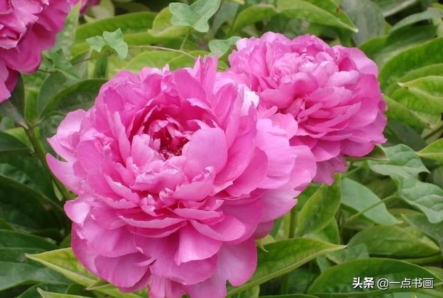 如果有个院子，种上几簇鲜花，那该多好