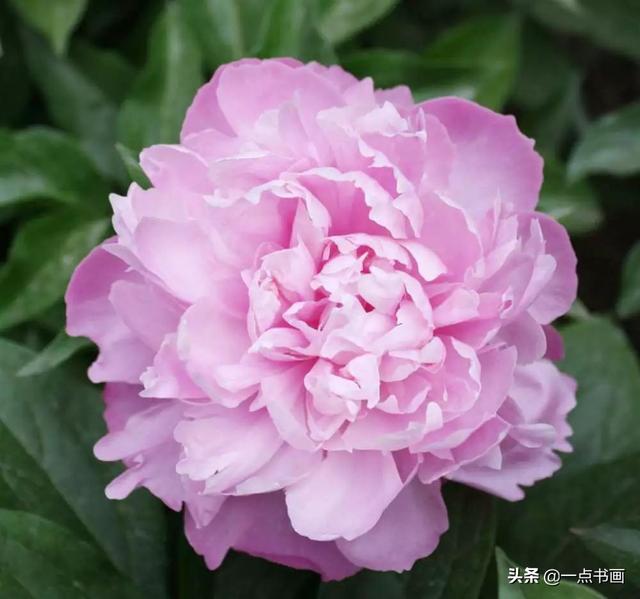 如果有个院子，种上几簇鲜花，那该多好