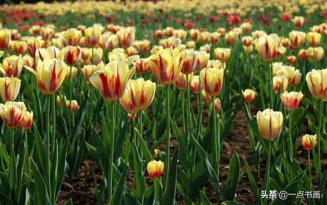 如果有个院子，种上几簇鲜花，那该多好