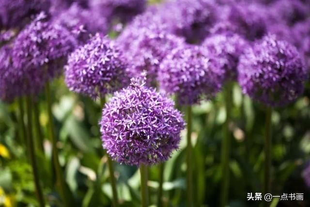 如果有个院子，种上几簇鲜花，那该多好