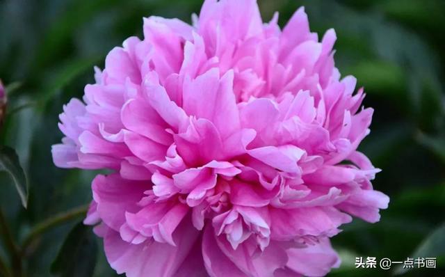 如果有个院子，种上几簇鲜花，那该多好