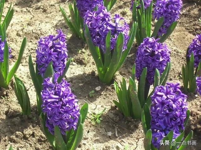 如果有个院子，种上几簇鲜花，那该多好