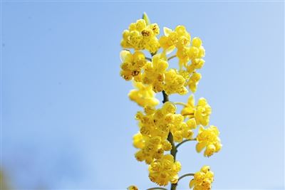 [树木传奇]山苍子:袭人的天然香包