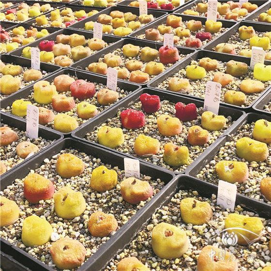 花卉直播,顶级网红有啥秘籍 花卉直播,顶级网红有啥秘籍