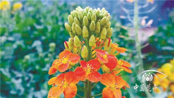 观赏、实用两不误“可甜可盐”的彩色油菜花亮相 观赏、实用两不误“可甜可盐”的彩色油菜花亮相