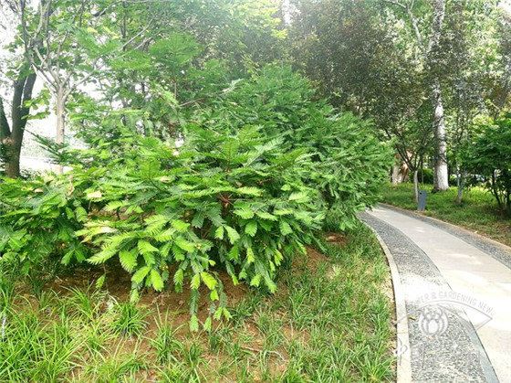 具有防病和治疗功效的植物应用 具有防病和治疗功效的植物应用