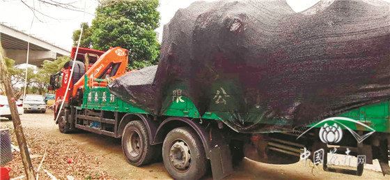 广东中山的香樟要涨价了 广东中山的香樟要涨价了