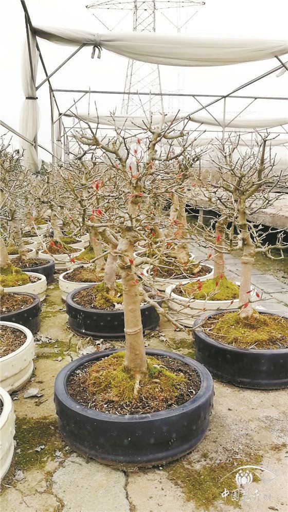 疫情下,我国盆景出口或受较大影响 疫情下,我国盆景出口或受较大影响