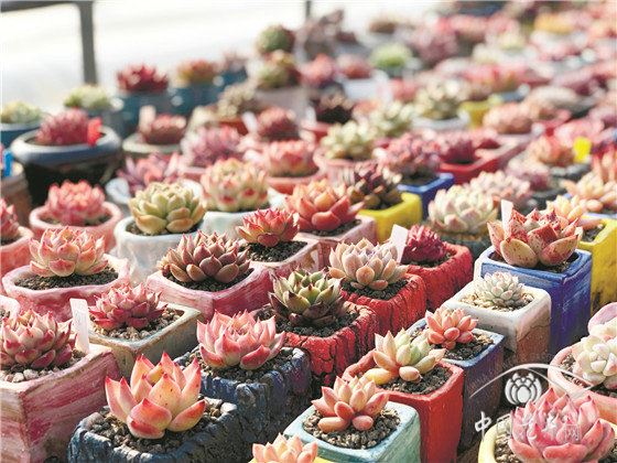 花卉直播,顶级网红有啥秘籍 花卉直播,顶级网红有啥秘籍