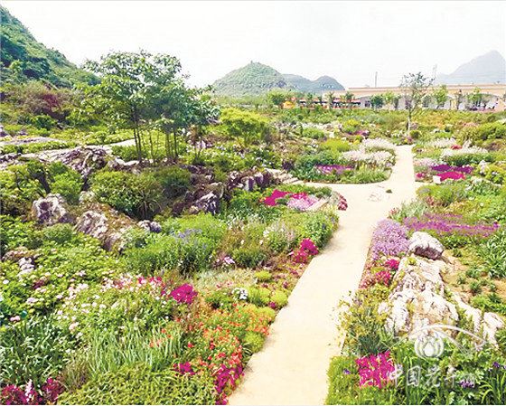 药用园将大放异彩?看中国花境公益大讲堂首次网络直播 药用园将大放异彩?看中国花境公益大讲堂首次网络直播