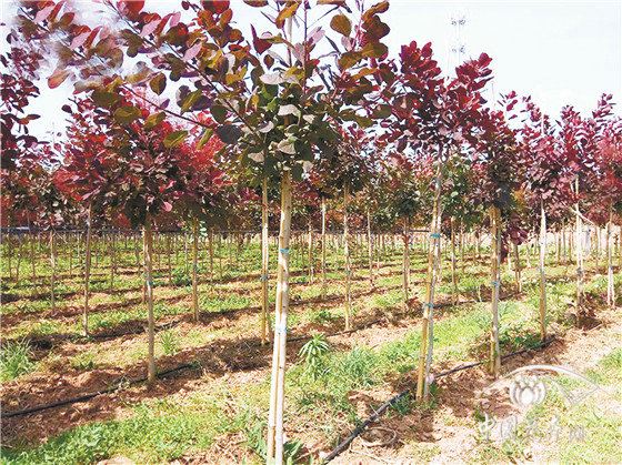 如花似雾的美国红栌 如花似雾的美国红栌