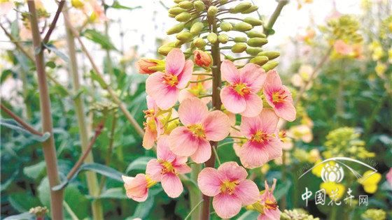 观赏、实用两不误“可甜可盐”的彩色油菜花亮相 观赏、实用两不误“可甜可盐”的彩色油菜花亮相