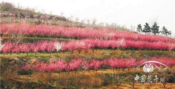 威海卫里梅花香 