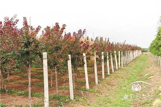 如花似雾的美国红栌 如花似雾的美国红栌