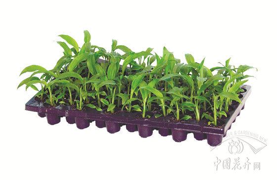 姜荷花产量稳定潜力显现 姜荷花产量稳定潜力显现