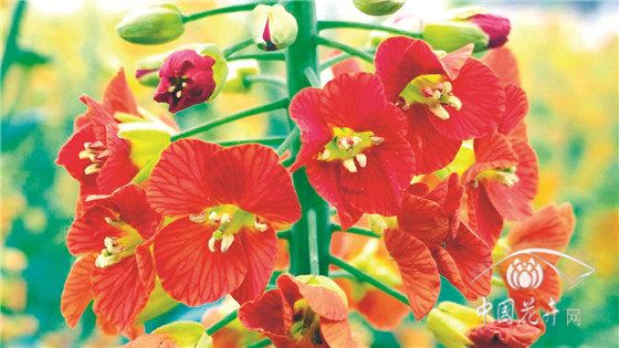 观赏、实用两不误“可甜可盐”的彩色油菜花亮相 观赏、实用两不误“可甜可盐”的彩色油菜花亮相